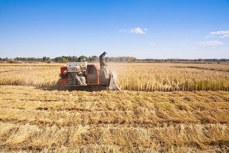 Россия планирует через 3 года вдвое увеличить сбор риса - Минсельхоз